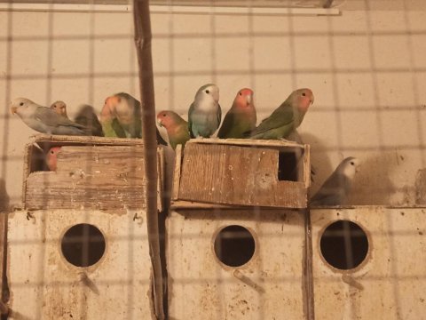 Yavru ve eş sevda papağanlar