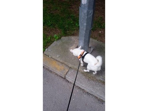 Sahiplendirme köpeğimiz