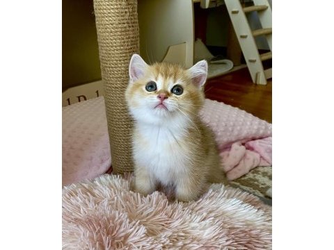 Safkan british shorthair chocolate golden erkek