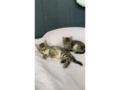 1,5 aylık oyuncu ve sevecen tekir kardeşler