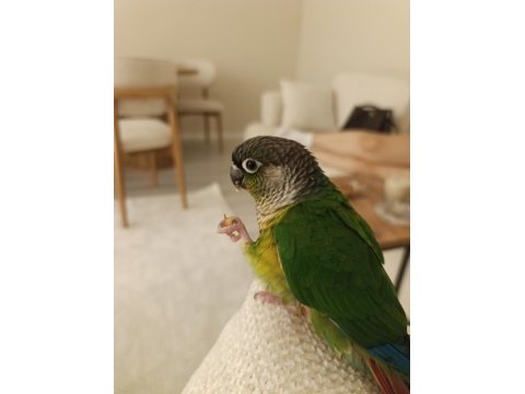 1 yaşında full evcil oyun hamuru green cheek konur