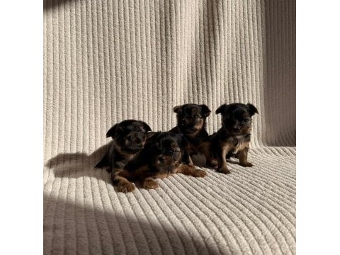 Ev doğumlu teacup yorkshire terrier