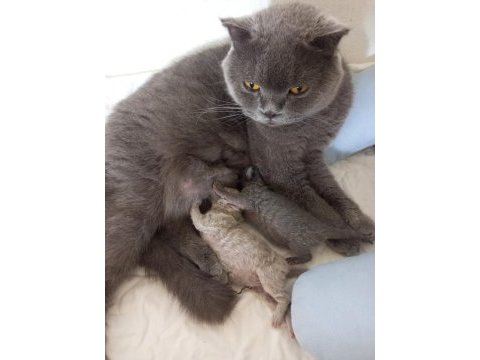 Scottish fold anne ve 2 yavrusu komple