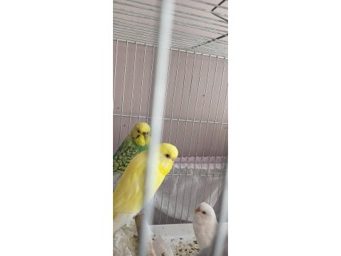 Envai çeşit muhabbet kuşu