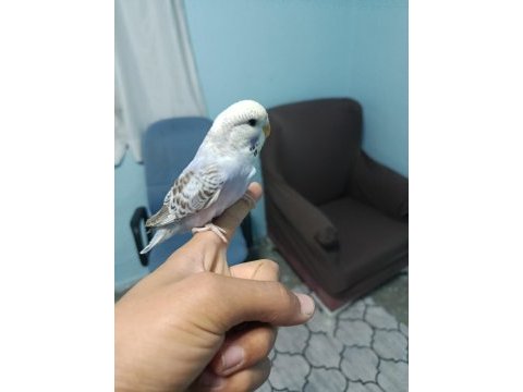 Yavru muhabbet kuşu