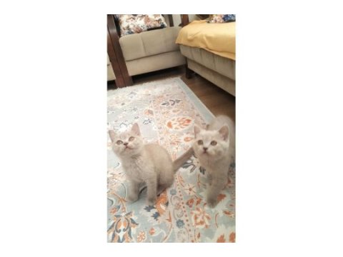 A kalite british shorthair yavrular sahiplendirilecektir