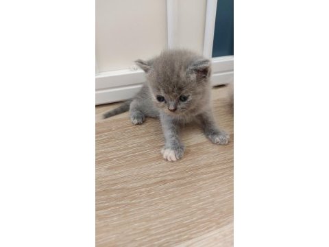 British shorthair tuvalet eğitimli