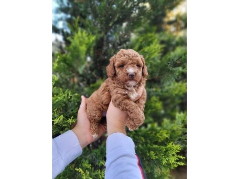 Tuvalet eğitimli toy poodle 2 aylık