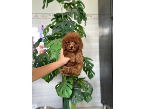 Safkan a kalite toy poodle bebeklerim