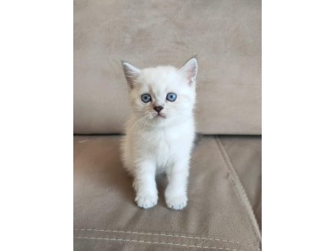 Beyaz british shorthair yavrular