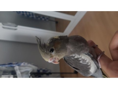 El beslemesi yavru sultan papağanı