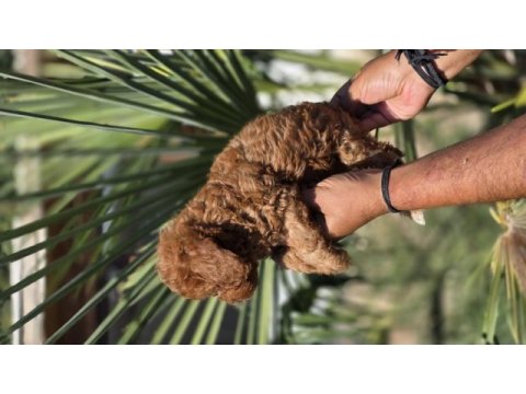 Red toy poodle yavrular