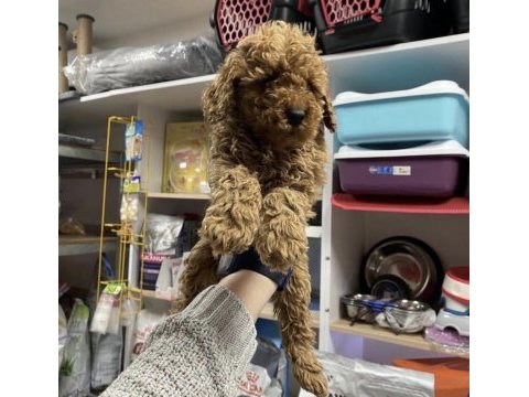 Toy poodle köpekleri