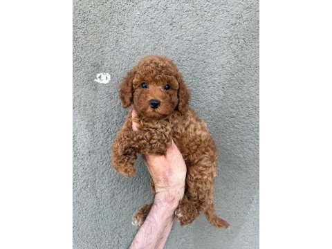 Yavru toy poodle köpeklerimiz