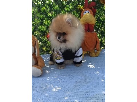 Orijinal pomeranian boo