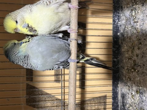 Renk güzelleri şov muhabbet kuşları