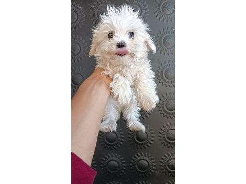 0 numara ırk garantili maltese