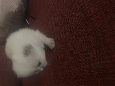 Bembeyaz yavru kedimiz