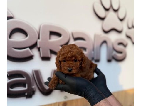 Toy poodle yavrularımız