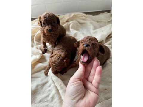 Orijinal toy poodle yavru köpekler