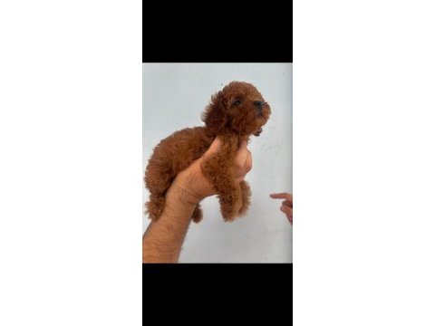 Safkan kore teacup poodle yavrular