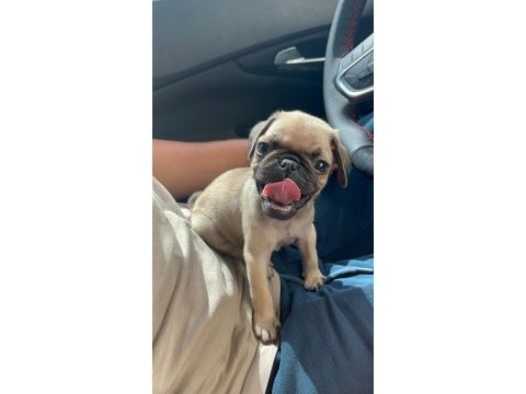 Irk garantili pug yavrular
