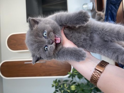 Bir aylık 3 güzel british longhair yavrumuz