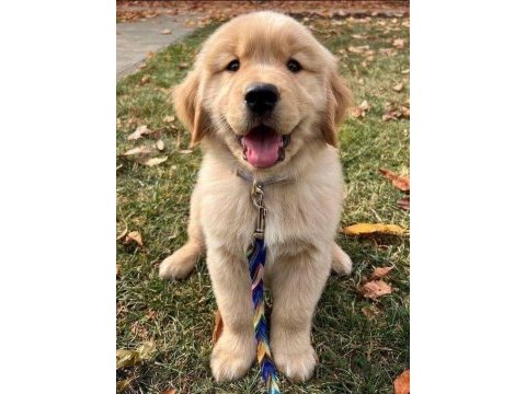 Golden retriever köpeği