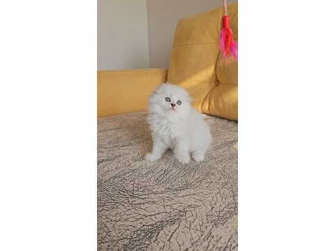 2.5 aylık anne baba şecereli british longhair yavrular