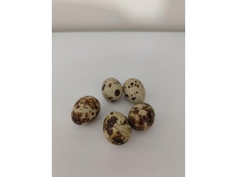 Günlük taze bıldırcın yumurtası