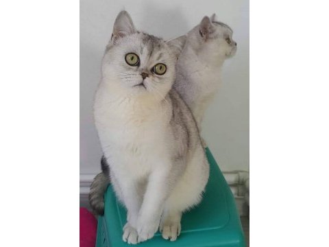 Canım british shorthair oğluma gelin arıyorum
