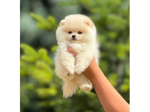 Pofuduk pomeranian yavrularımız
