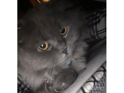British longhair 8 aylık