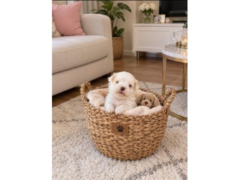 Kucuk mınık köpekler