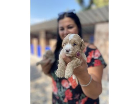 Safkan maltipoo yavrularım