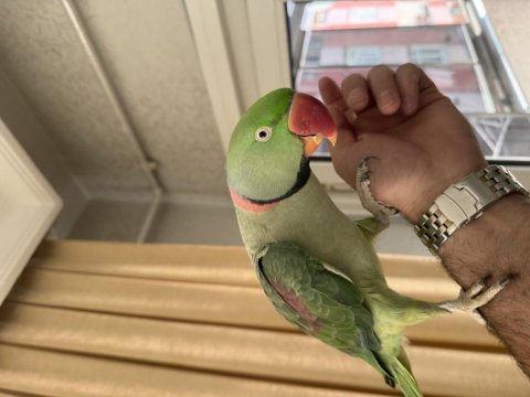 Bayram şekeri iskender papağanımız
