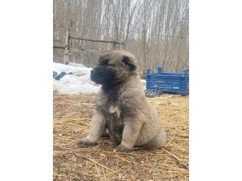 Her ile ilçeye kangal gönderim sağlanmaktadır