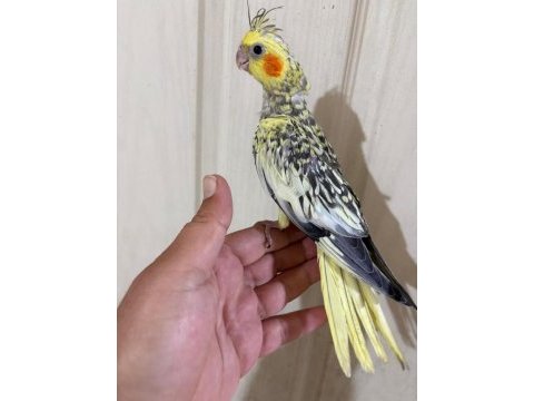 51 günlük harika sultan papağanı bebek