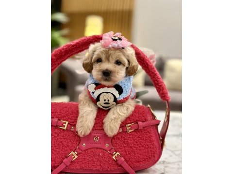 Muhteşem maltipoo bebekler ile karşınızdayız