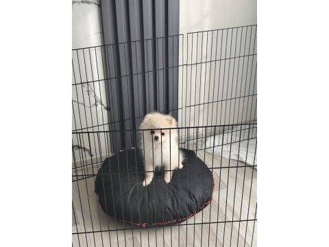 Pomeranian boo 6 aylık