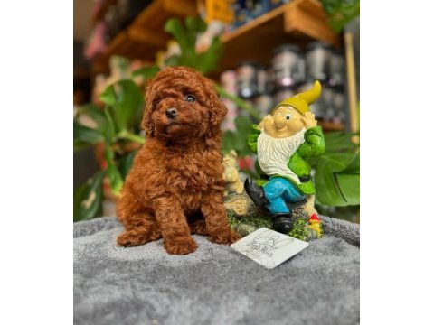 Dişi red toy poodle yavrumuz ufak boy ve sağlık garantili