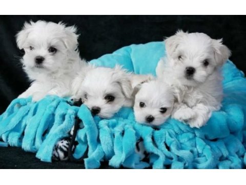 Maltese terrier yavru