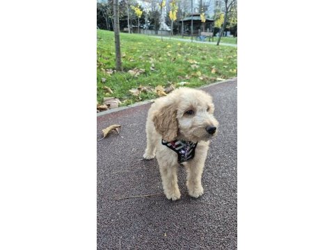 Poodle evladımız