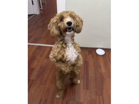 Güzel maltipoo kızımız izmir