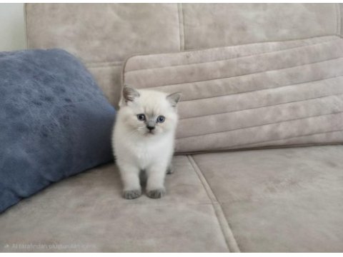 British shorthair kedisi