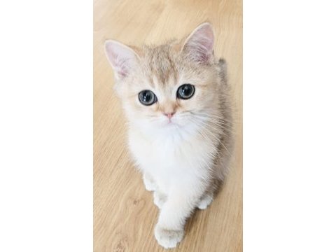 Golden british shorthair yavrular