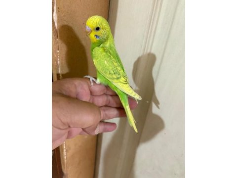 29 günlük kusursuz erkek bebek muhabbet
