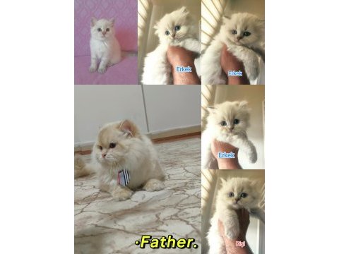 Full şecereli british longhair cy1233 yetişkin erkek