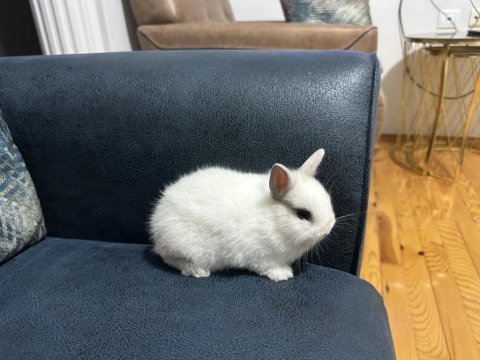 Safkan cüce tavşanımız