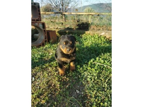 Dünya şampiyonu rottweiler torunları